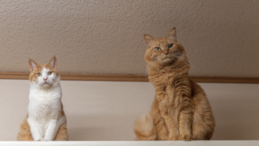 不動産の売却に関しての夫婦問題